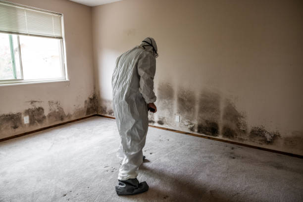 Reliable South San Francisco, CA Mold Inspection, Removal & Remediation Solutions